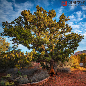 天天视频免费入口
